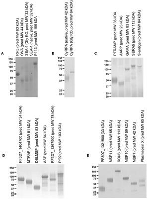 Functional Comparison of Blood-Stage Plasmodium falciparum Malaria Vaccine Candidate Antigens